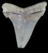 Angustidens Tooth - Megalodon Ancestor #37441-1